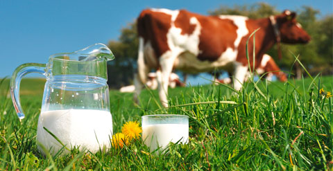 Bild einer Wiese mit Kühen, in der im Vordergrund ein Krug und Glas mit frischer Kuhmilch stehen.